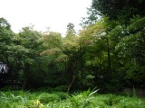 泉湧寺来迎院