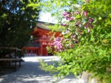 下鴨神社の萩