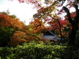 大徳寺・高桐院