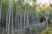 嵯峨野・常寂光寺