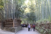 嵯峨野・竹林の小径