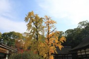 下鴨神社