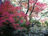 大徳寺高桐院