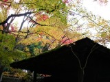 大徳寺高桐院