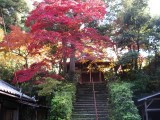 泉湧寺来迎院