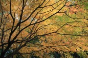 下鴨神社