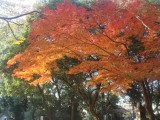 下鴨神社